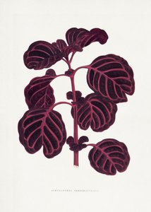  tekijältä Les Plantes a Feuillage Colore