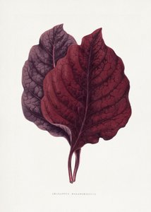  tekijältä Les Plantes a Feuillage Colore