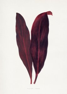  tekijältä Les Plantes a Feuillage Colore