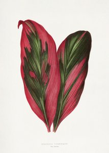  tekijältä Les Plantes a Feuillage Colore