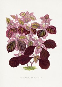  tekijältä Les Plantes a Feuillage Colore