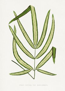  tekijältä Les Plantes a Feuillage Colore