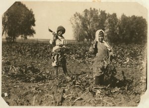 Amelia ja Mary Luft, 9 ja 12, leikkaamassa sokerijuurikasta maatilalla lähellä Sterlingiä Coloradossa, 1915 tekijältä Lewis Wickes Hine