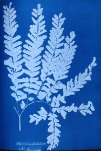 Pohjois-Amerikan saniaisen, Adiantum pedatum, syanotyyppi tekijältä Unbekannt Unbekannt
