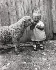 Lammas on kiinnostunut pienen lapsen välipalasta, n. 1930-luku tekijältä Unbekannt Unbekannt