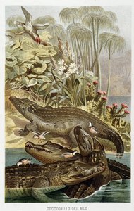 Niilin krokotiilit (crocodylus niloticus) - A.E.:n teoksessa The Life of Animals. Brehm, Torino tekijältä Unbekannt Unbekannt