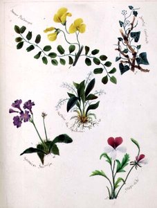 Wild Flowers (sivu luonnoskirjasta jakeesta) tekijältä Lili Cartwright