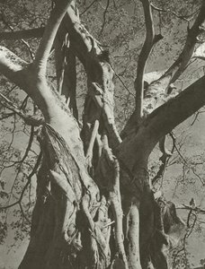 Banyan tree (m/w kuva)