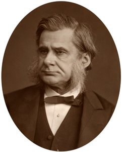 Professori Thomas Henry Huxley, 1880. tekijältä Lock and Whitfield