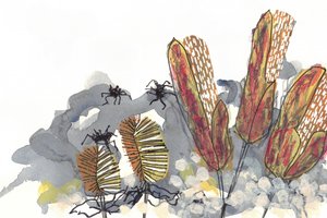 Banksia-suvun kasvien hämähäkit tekijältä Lori Ann Folz