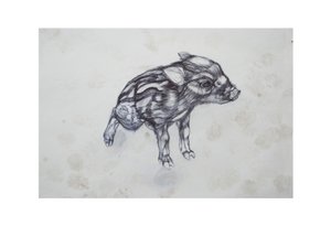 Pikku Possu, 2015,(bico biro paperilla) tekijältä Lou Gibbs
