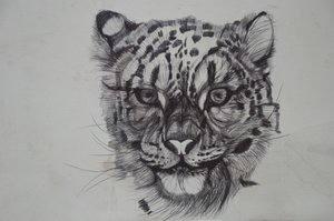 Snow Leopard, 2016,(bico paperilla) tekijältä Lou Gibbs