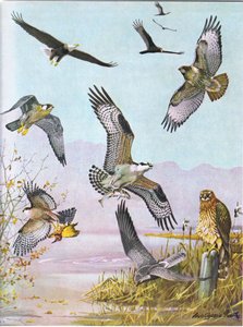 Bald Eagle, Turtle Vulture, Eastern Red Tailed Hawk, Duck Hawk, American Osprey, Marsh Hawk tekijältä Louis Agassiz Fuertes