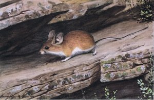 Big Eared Pinion Mouse edustaa valkojalkaista klaania lounaisosan karuissa kanjoneissa tekijältä Louis Agassiz Fuertes