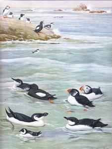 Kuvitus teoksesta The Natural History of American Birds of Eastern and Central Nort America pub. by Bramhall House c.1970.