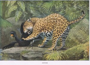 Jaguar tekijältä Louis Agassiz Fuertes