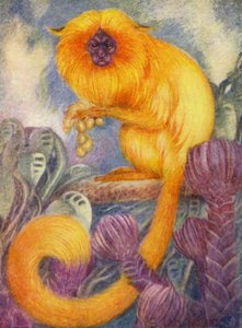 Eläintarhassa: Marmoset Monkey (väri litho) tekijältä Louis Augustus Sargent