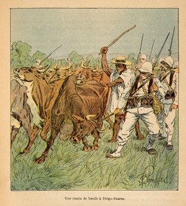 Madagaskarin sota - Henri Galli dit Galllichet (1854-1922) ranskalaisten tutkimusretkien anekdoottinen historia, kuvittanut Louis Bombled (1862-1927): Diego-Suarezissa Ranskan armeija vaatii härkiä, Yksityinen kokoelma tekijältä Louis Charles Bombled