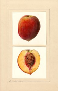 Persikat (Prunus persica: numero 10) (akvarelli) tekijältä Louis Charles Christopher Krieger