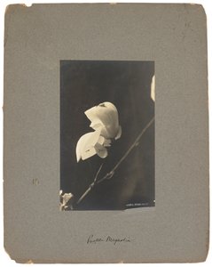 Tiffany Studios, n. 1898-1920 (valokuva mustavalkoinen) tekijältä Louis Comfort Tiffany