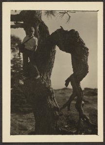 [Bobby on Knot of Pine Tree] tekijältä Louis Fleckenstein