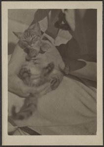 [Cat] tekijältä Louis Fleckenstein