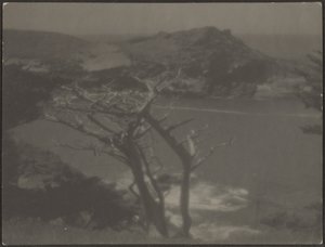 [Cypress on Coast] tekijältä Louis Fleckenstein