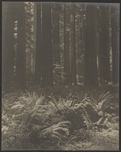 [Saniainen metsässä] tekijältä Louis Fleckenstein