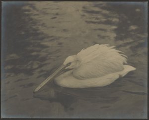 [Heron] tekijältä Louis Fleckenstein