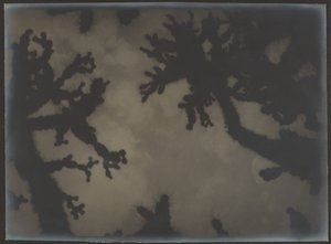 [Joshua Trees] tekijältä Louis Fleckenstein