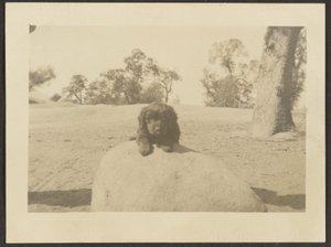 [Puppy on Rock] tekijältä Louis Fleckenstein