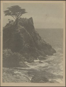 [Tree on Rocky Coastline] tekijältä Louis Fleckenstein