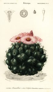 Mehiläiskaktus, Coryphantha elephantidens., 1849 (kaiverrus) tekijältä Louis Joseph Edouard Maubert