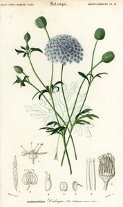 Sininen pitsikukka, Trachymene coerulea. ,1849 (kaiverrus)
