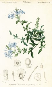 Lyijyläppäri, Plumbago auriculata, 1849 (kaiverrus)