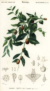 Kiinalainen taateli tai jujube, Ziziphus jujuba. ,1849 (kaiverrus)