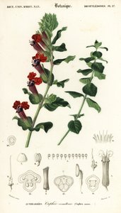 Sikarikasvi, Cuphea llavea. ,1849 (kaiverrus)