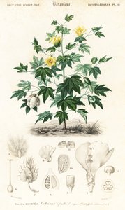 Puuvillakasvi, Gossypium barbadense., 1849 (kaiverrus)