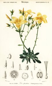 Pellava, Linum campanulatum., 1849 (kaiverrus) tekijältä Louis Joseph Edouard Maubert