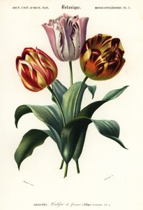Puutarhatulppaani, Tulipa gesneriana., 1849 (kaiverrus)