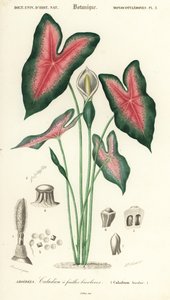 Jeesuksen sydän, Caladium bicolor. ,1849 (kaiverrus)