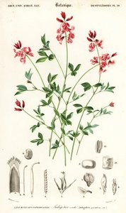 Indigokasvi, Indigofera makuuasennossa. , 1849 (kaiverrus)
