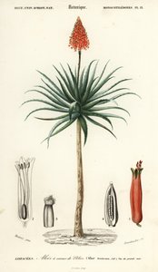 Krantz aloe, Aloe arborescens., 1849 (kaiverrus) tekijältä Louis Joseph Edouard Maubert