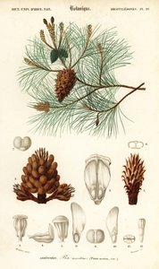 Merimänty tai rypälemänty, Pinus pinaster., 1849 (kaiverrus)