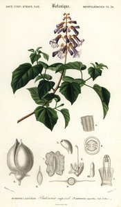 Prinsessapuu, keisarinnapuu tai kettupuu, Paulownia tomentos, 1849 (kaiverrus)