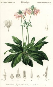 aEstrella fugaç o estrella fugaç oriental, Dodecatheon meadia. ,1849 (gravat)finès tekijältä Louis Joseph Edouard Maubert