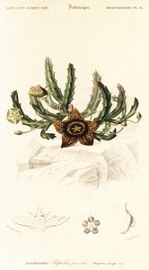 Tähtikukka, Orbea variegata., 1849 (kaiverrus) tekijältä Louis Joseph Edouard Maubert