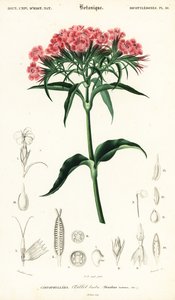 Sweet William, Dianthus barbatus., 1849 (kaiverrus) tekijältä Louis Joseph Edouard Maubert