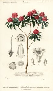 Puu rododendroni, Rhododendron arboreum. ,1849 (kaiverrus)