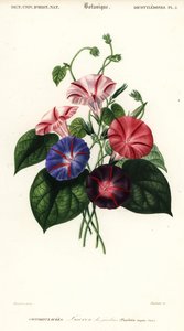 Aamukirkkauden lajikkeet, Pharbitis hispida., 1849 (kaiverrus)